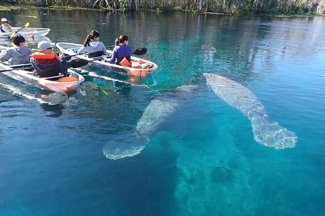Clear Kayak or Paddleboard Manatee Adventure - Why Silver Springs Makes This Paddle Special