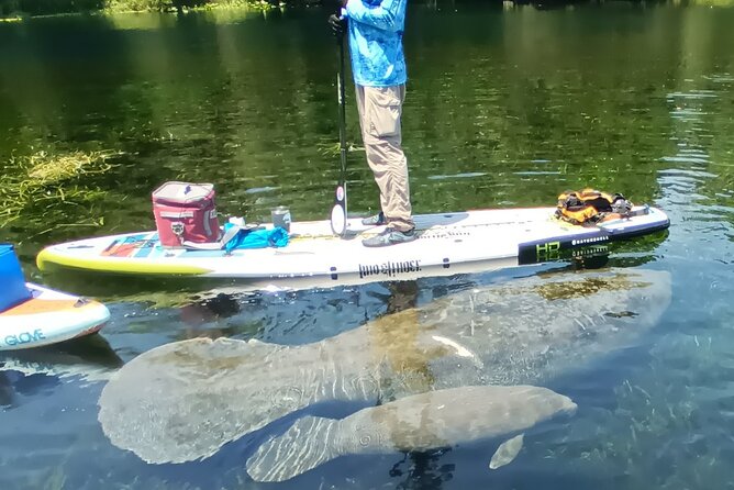 Clear Kayak or Paddleboard Manatee Adventure - Clear Kayak or Paddleboard?