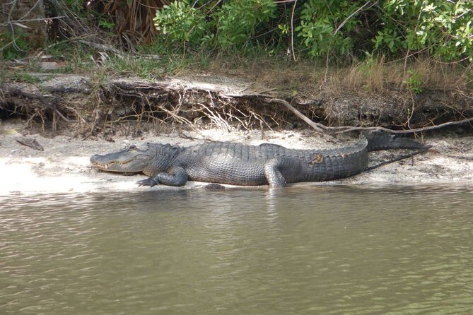 Clear Kayak Sunset Tour - Cocoa Beach - What the $55 price really covers