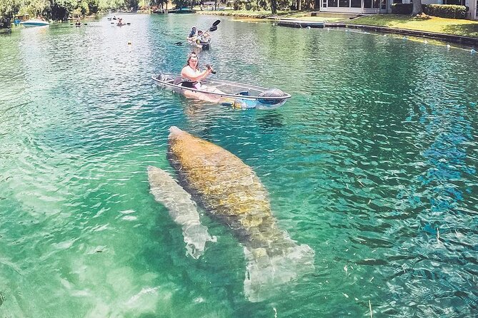 Clear Kayak Three Sisters Springs & Manatee Tour Of Crystal River - Manatee timing and wildlife expectations