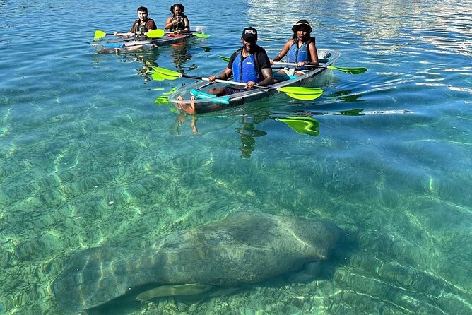 Clear Kayak Tour in Condado Lagoon - Manatees, turtles, pelicans, and the luck factor