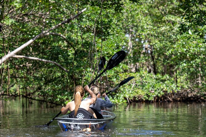 Clear Kayak Tour in North Miami Beach - Mangrove Tunnels - Why this mangrove tour feels different from ordinary Miami sightseeing