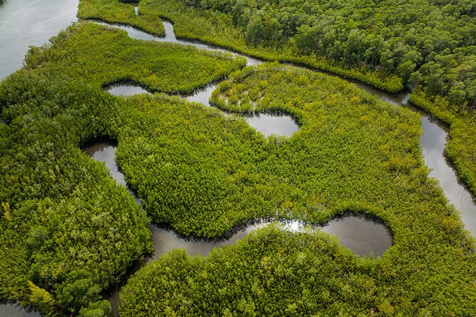 Clear Kayak Tour in North Miami Beach - Mangrove Tunnels - Paddling into North Miami’s mangrove tunnels
