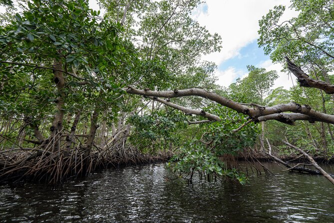 Clear Kayak Tour in North Miami Beach - Mangrove Tunnels - Wildlife sightings, from tree crabs to manatees