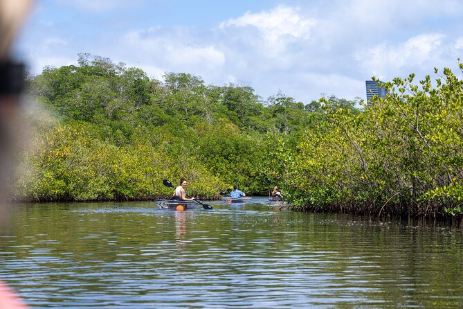 Clear Kayak Tour in North Miami Beach - Mangrove Tunnels - Weather, timing, and what to bring