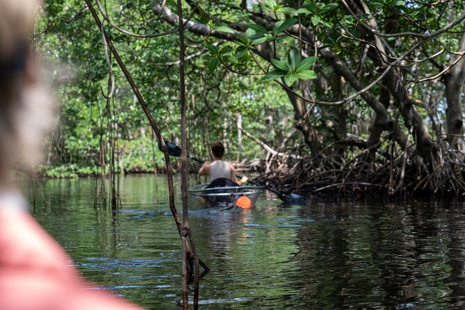 Clear Kayak Tour in North Miami Beach - Mangrove Tunnels - Meeting at East Greynolds Park and getting on the water