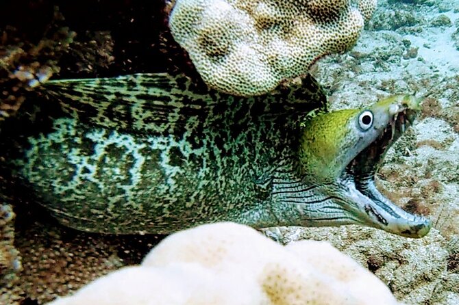 Clear Kayak Tour with Pontoons and Optional Snorkeling-Unlimited - Adding the snorkeling portion