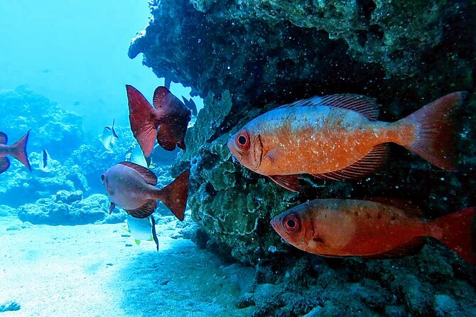 Clear Kayak Tour with Pontoons and Optional Snorkeling-Unlimited - Jason, Gabriel, and the family atmosphere