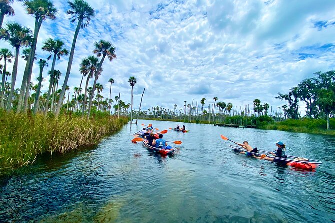 Clear Kayak Tours in Weeki Wachee - Wildlife: manatees are possible, not promised