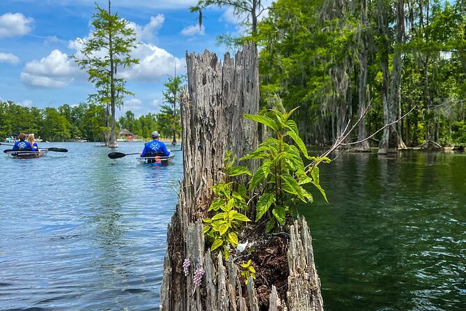 Clear Kayaking Eco Adventure Tour in Marianna - Florida Caverns State Park and Blue Springs Recreational Park