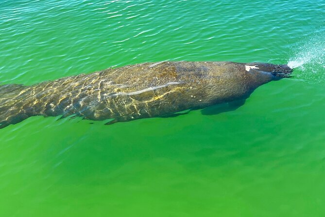 Clear/Standard Kayak Self Guided Island EcoTour Bonita Springs! - Starting at Big Hickory Near Bonita Springs