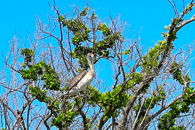 Clear/Standard Kayak Self Guided Island EcoTour Bonita Springs! - Choosing Between Standard and Clear Kayaks