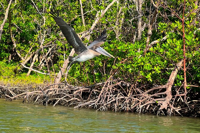 Clear/Standard Kayak Self Guided Island EcoTour Bonita Springs! - Reaching the Kayak-Only Beach