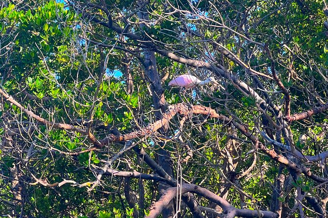 Clear/Standard Kayak Self Guided Island EcoTour Bonita Springs! - The First Paddle: Getting Comfortable on Calm Water