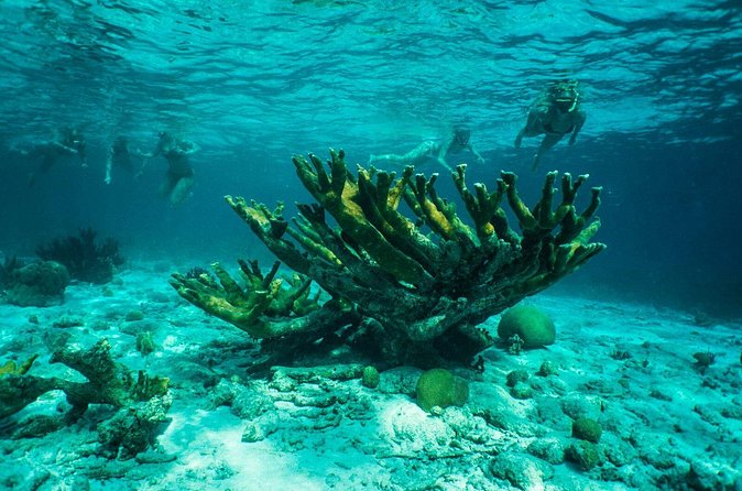 Clearbottom Mangrove Kayak & Snorkel tour - What you may see below the kayak