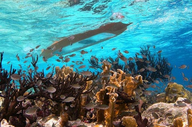 Clearbottom Mangrove Kayak & Snorkel tour - The snorkeling stop has a different character
