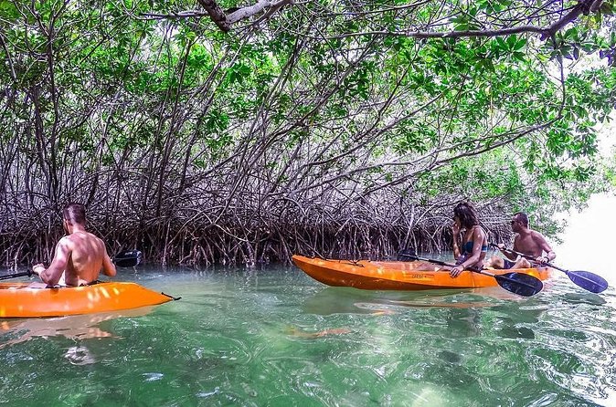 Clearbottom Mangrove Kayak & Snorkel tour - The end of the paddle and the small treats