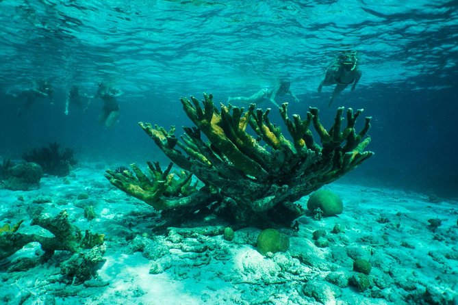 Clearbottom Mangrove Kayak & Snorkel tour - Who will enjoy this Bonaire kayak tour?
