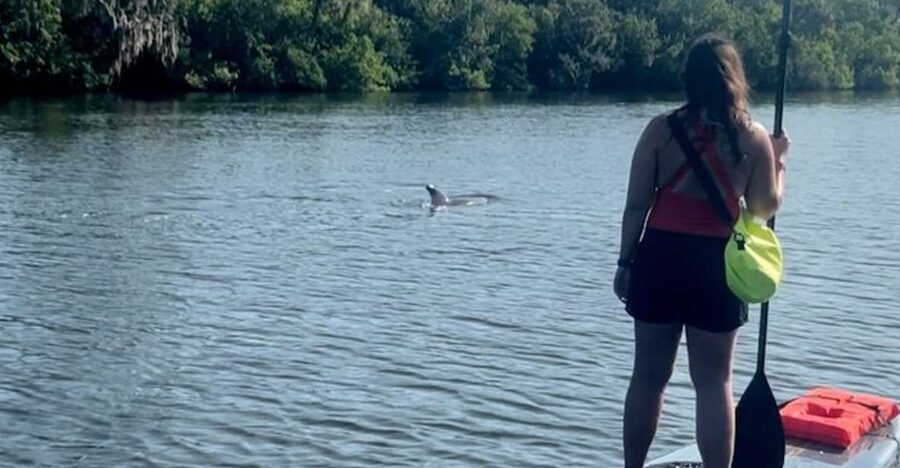 Cocoa Beach: Dolphin and Manatee Kayak or Paddle Tour - What this Cocoa Beach paddle tour is really like