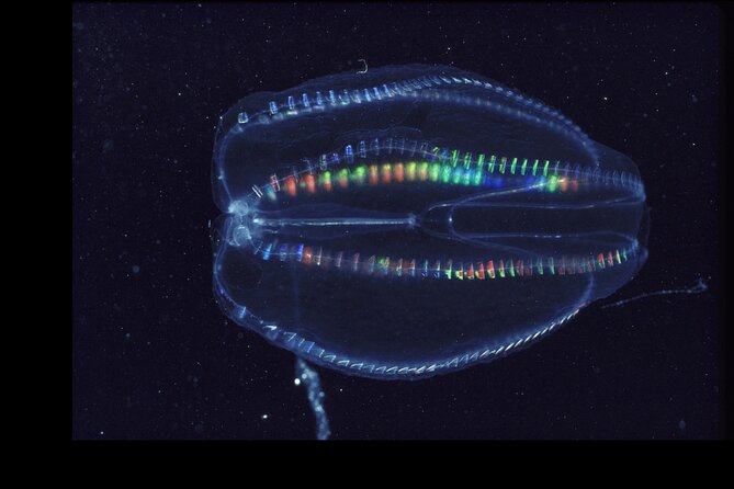 Comb Jelly Bioluminescence Clear Kayak Glow Tour - Key points to know before you book