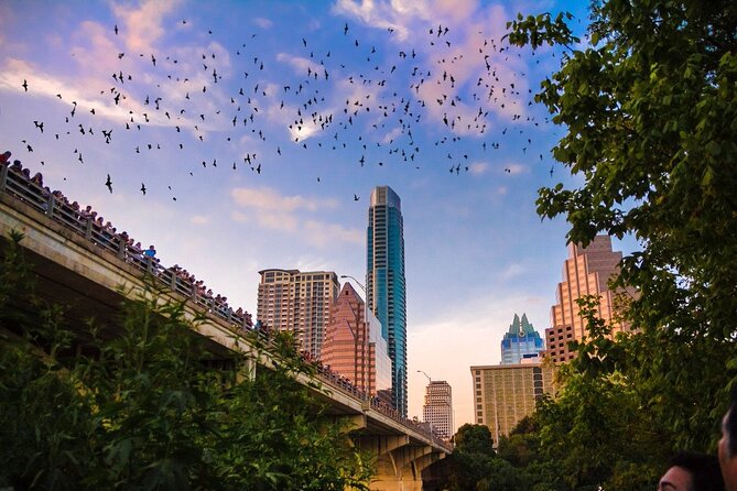 Congress Bridge Kayaking Bat Tour - Is $54.99 a fair price?