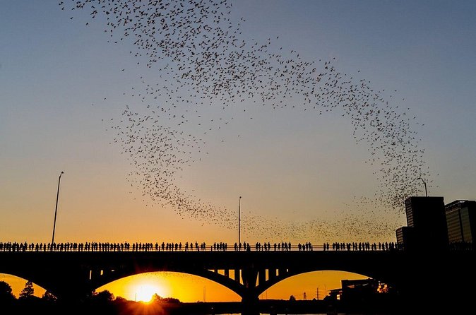 Congress Bridge Kayaking Bat Tour - Meeting at 7 East Ave