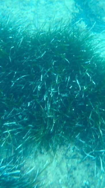 Costa Brava: Sant Feliu de Guíxols Kayak & Snorkel Tour - Is $35 good value?