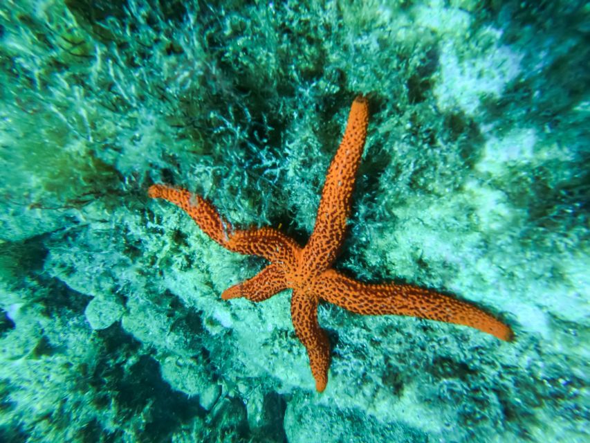Costa Brava: Sea Caves Kayaking and Snorkeling Tour - Who will enjoy this most