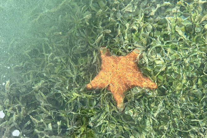 Crystal Kayak & Snorkel Eco Tour (with transfer) - Transfers make this easier for resort and cruise visitors