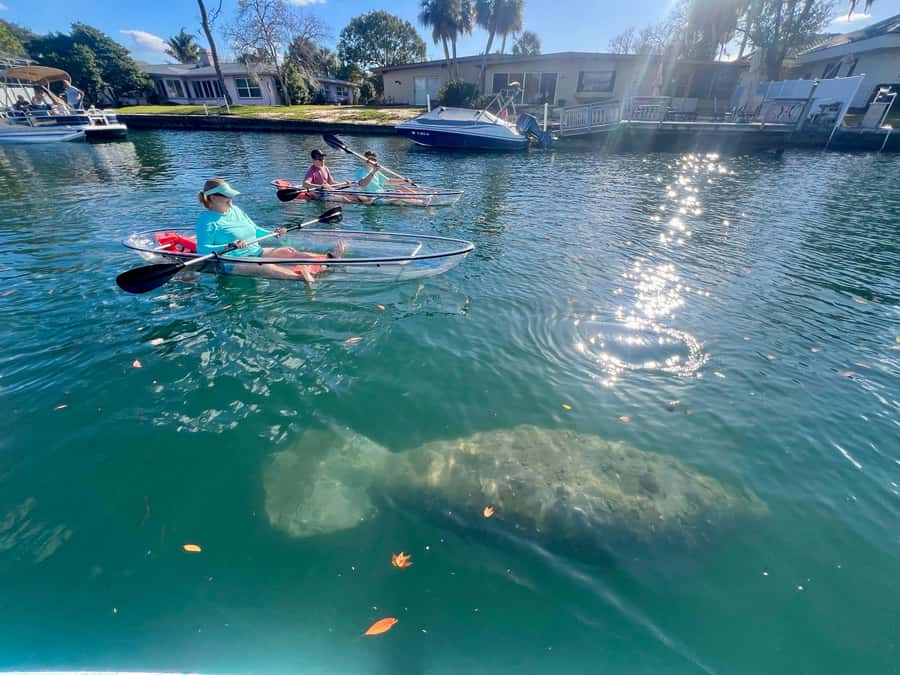 Crystal River: Clear Kayak Manatee Tour w/Free Photo Package - Key points to know before you book