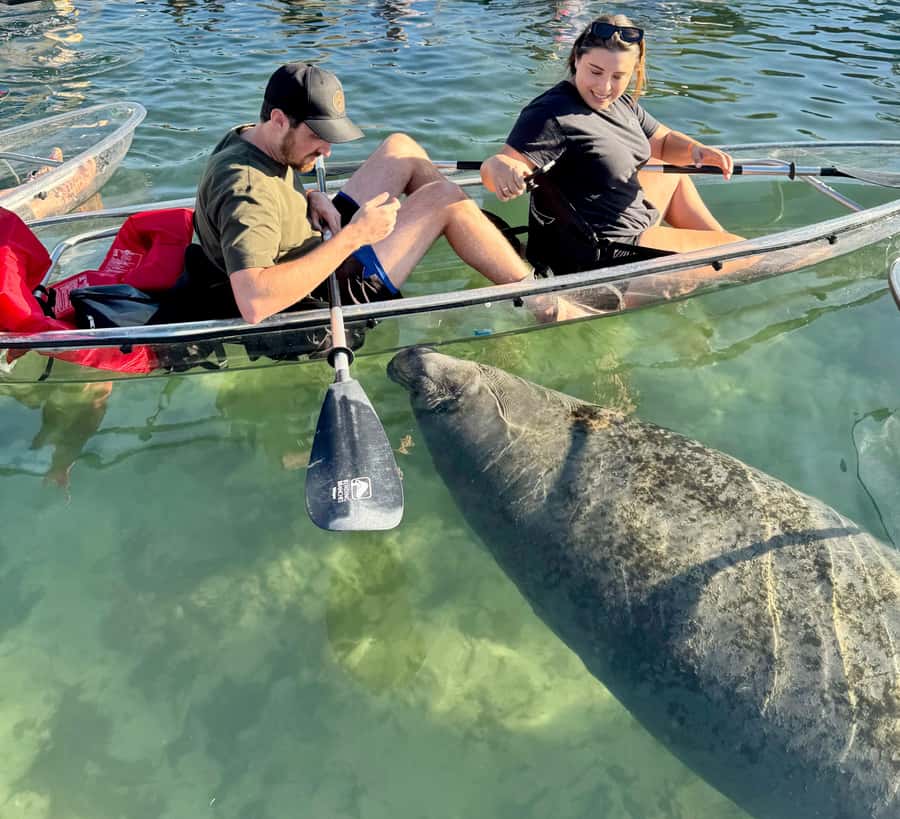 Crystal River: Clear Kayak Manatee Tour w/Free Photo Package - Paddling through Kings Bay for 2.5 hours