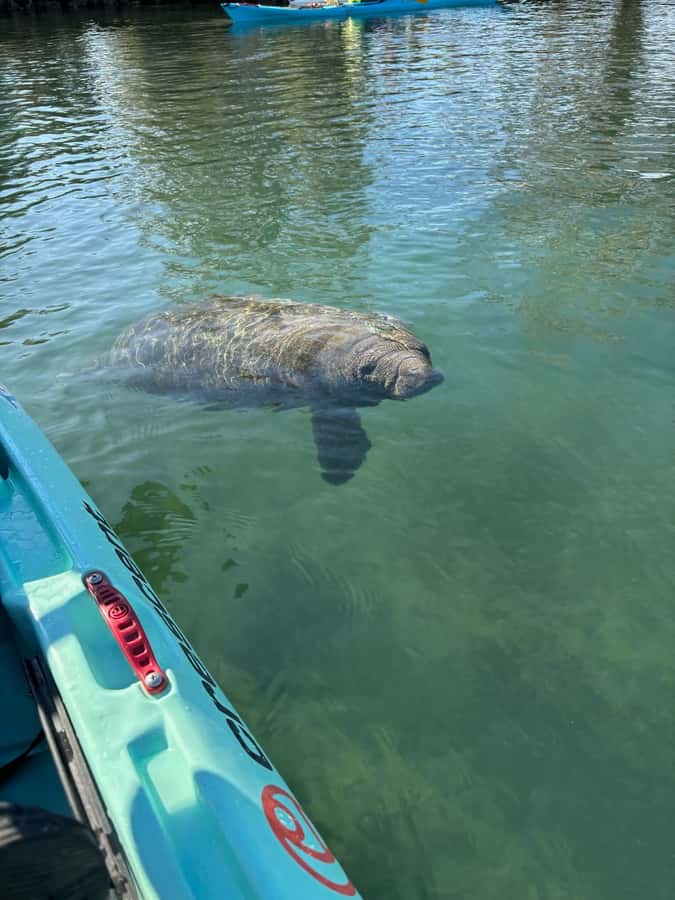 Crystal River: Clear Kayak Manatee Tour w/Free Photo Package - Seeing manatees without touching them