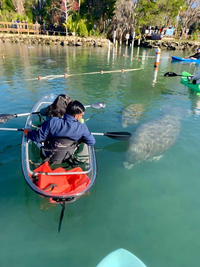 Crystal River: Clear Kayak Manatee Tour w/Free Photo Package - Weather, crowds, and seasonal changes
