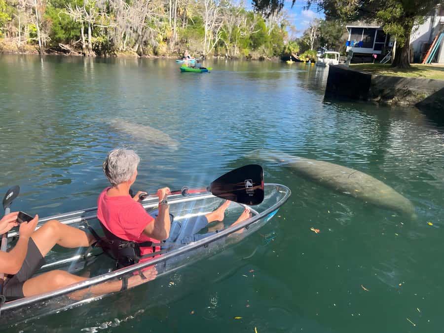 Crystal River: Clear Kayak Manatee Tour w/Free Photo Package - Choosing between a clear kayak and a regular kayak