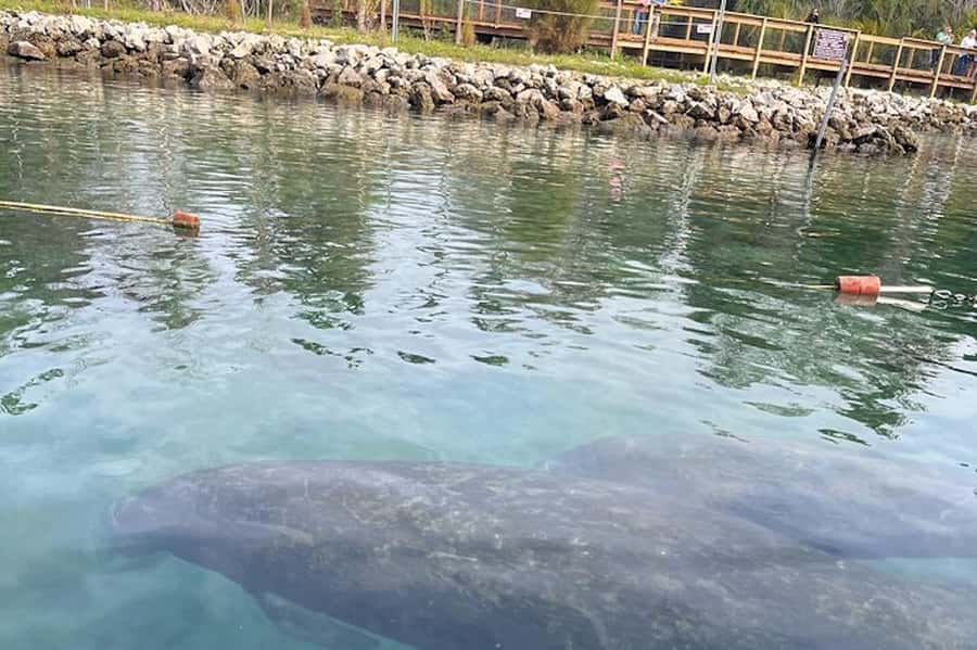 Crystal River: Guided Kayak Tour with Manatee Encounters - Key points to know before you paddle