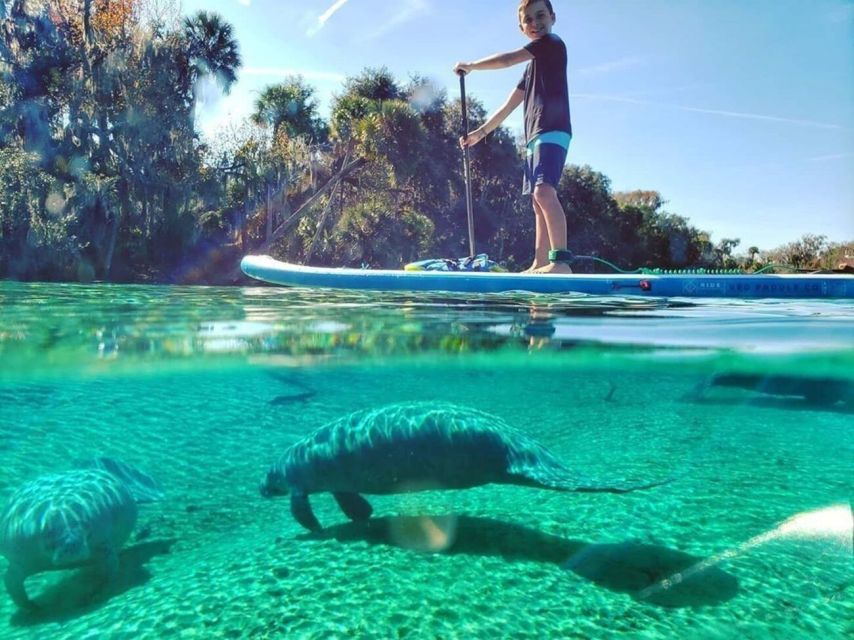 Crystal River: Paddle Board Rental - Key Points Before You Book