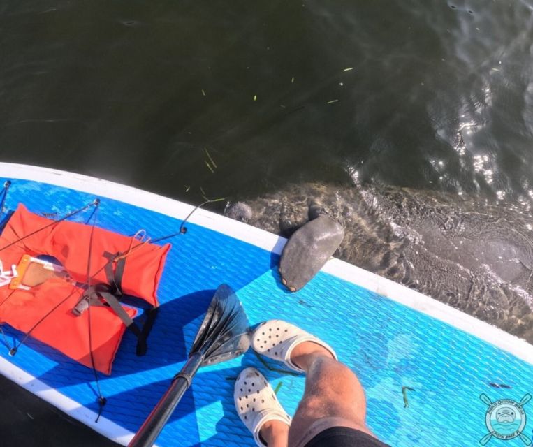 Crystal River: Paddle Board Rental - Paddling Through King’s Bay and Crystal River
