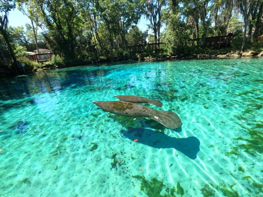 Crystal River: Paddle Board Rental - Reaching Three Sisters Springs