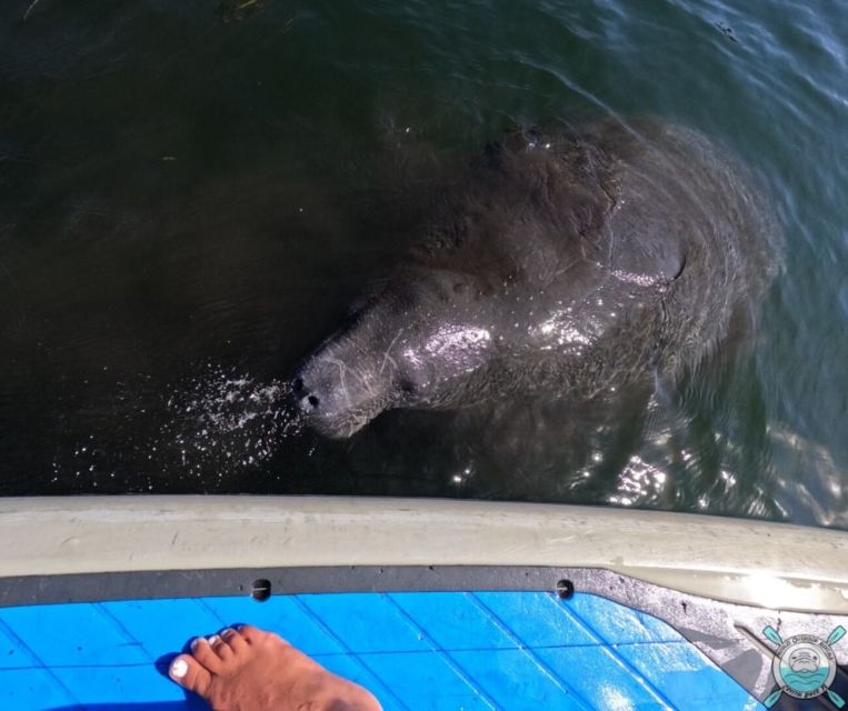 Crystal River: Paddle Board Rental - Wildlife Watching From a Paddleboard