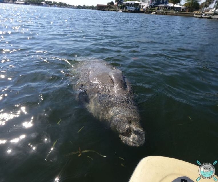 Crystal River: Paddle Board Rental - How Much Effort Does the Paddle Take?