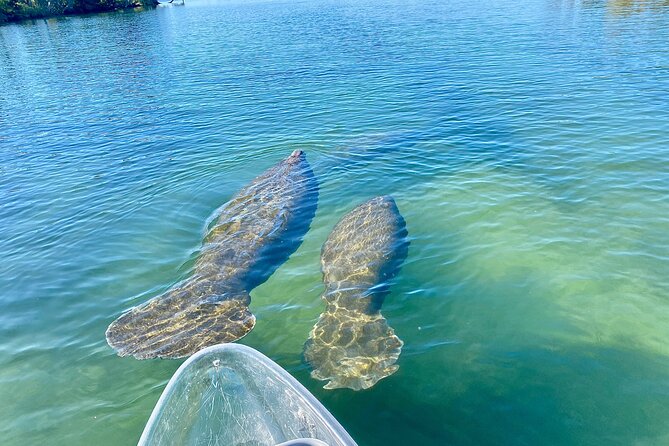 Crystal River Three Sisters Springs and Manatee Clear Kayak Tours - April Through November: Paddling to Three Sisters Springs