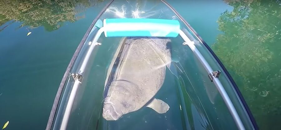 Crystal River: Three Sisters Springs Eco Tour by Clear Kayak - Boarding the Clear Tandem Kayaks