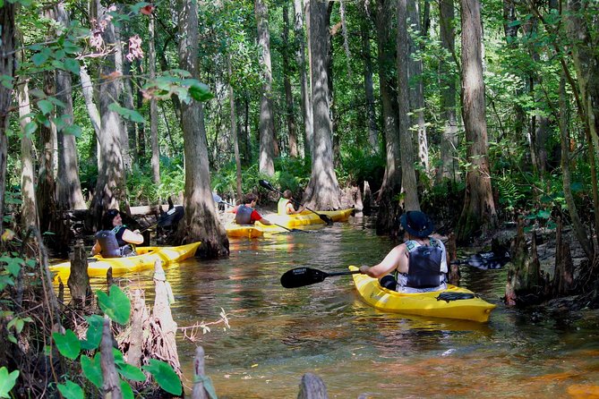 Cypress Forest: Guided Nature Kayak Eco-Tour - Key points to know before you paddle