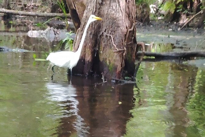 Cypress Forest: Guided Nature Kayak Eco-Tour - Who should book this paddle?