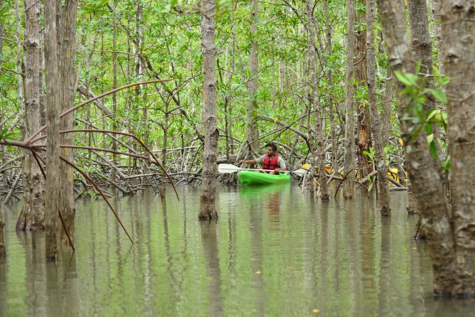 Damas Island Mangrove Kayaking Tour from Manuel Antonio - Wildlife: what you might actually see