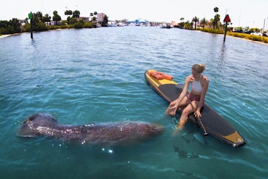Daytona Beach: Guided Kayaking or Standup Paddling Tour - What the guides add to the experience