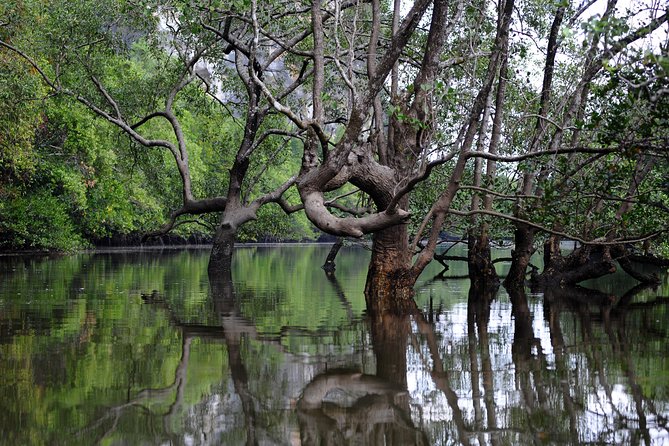 Deep Mangrove and Canyon Kayak Tour in Krabi - The mangrove is the heart of the tour