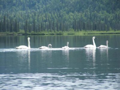 Guided Byers Lake Kayaking Tour
