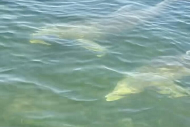 Dolphin and Manatee Kayak and SUP Adventure Tour of Cocoa Beach - What the two-hour pace feels like