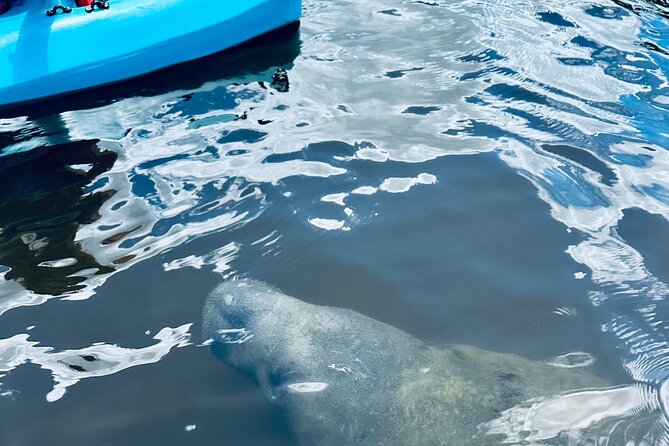 Dolphin and Manatee Kayak and SUP Adventure Tour of Cocoa Beach - Wildlife you might see, and what you might miss